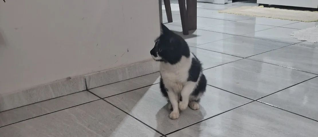 Gata - Foto 4