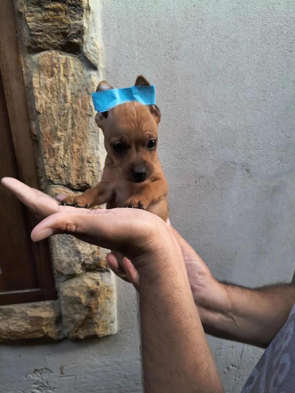 Pinscher macho e fêmea 