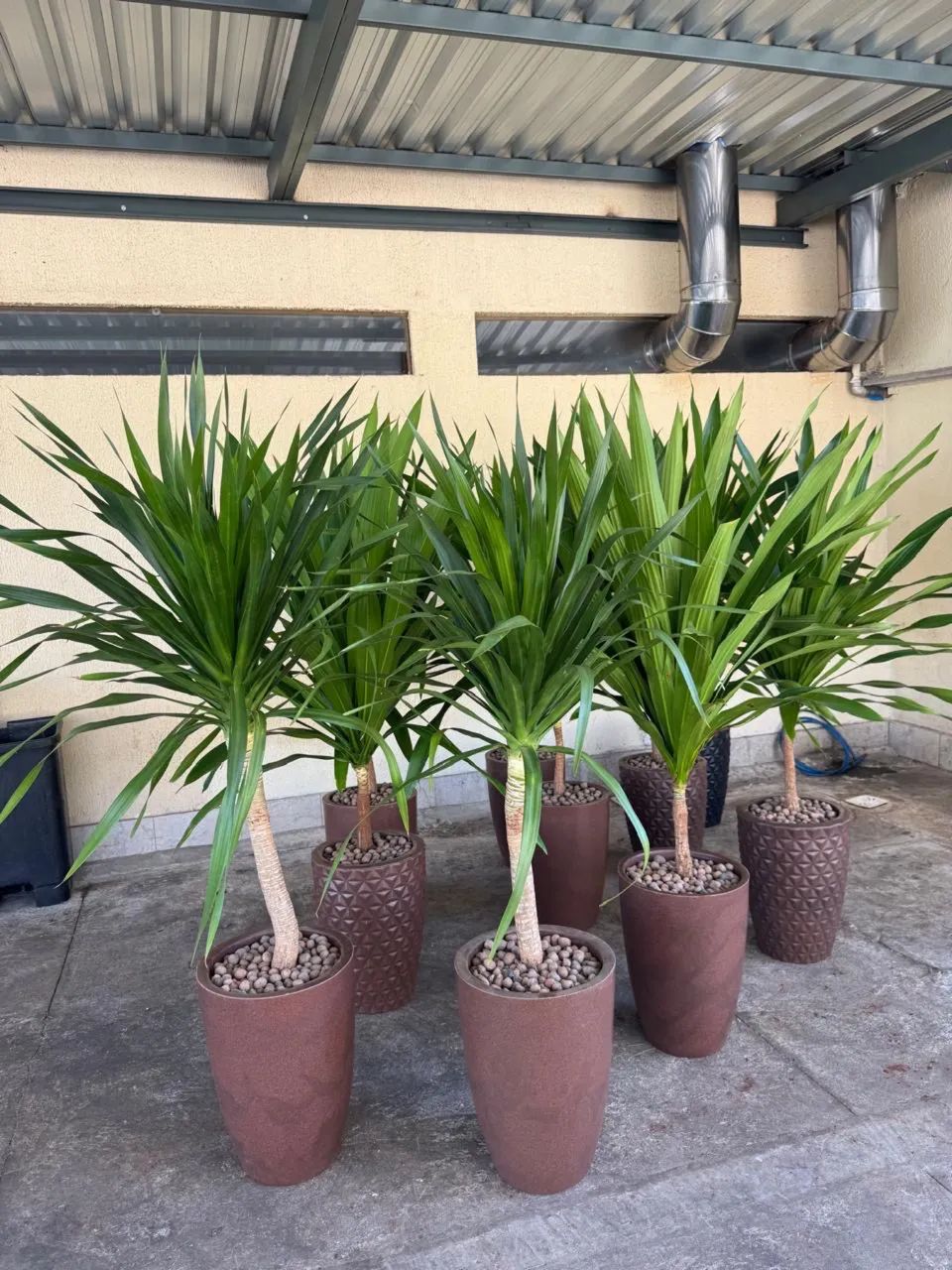 Dracena Draco 