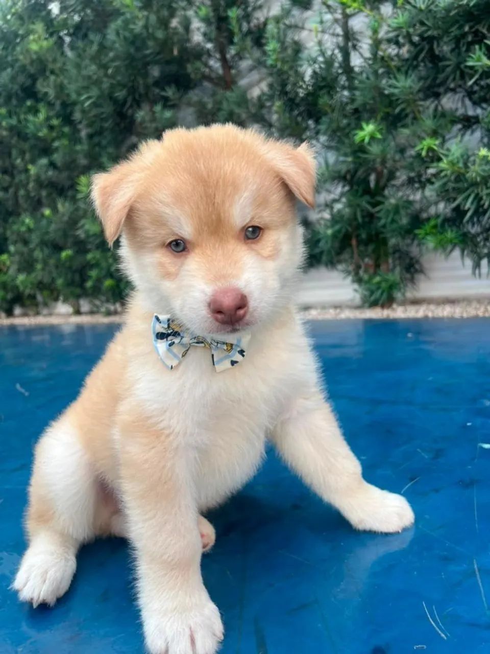 HUSKY SIBERIANO  - Foto 3