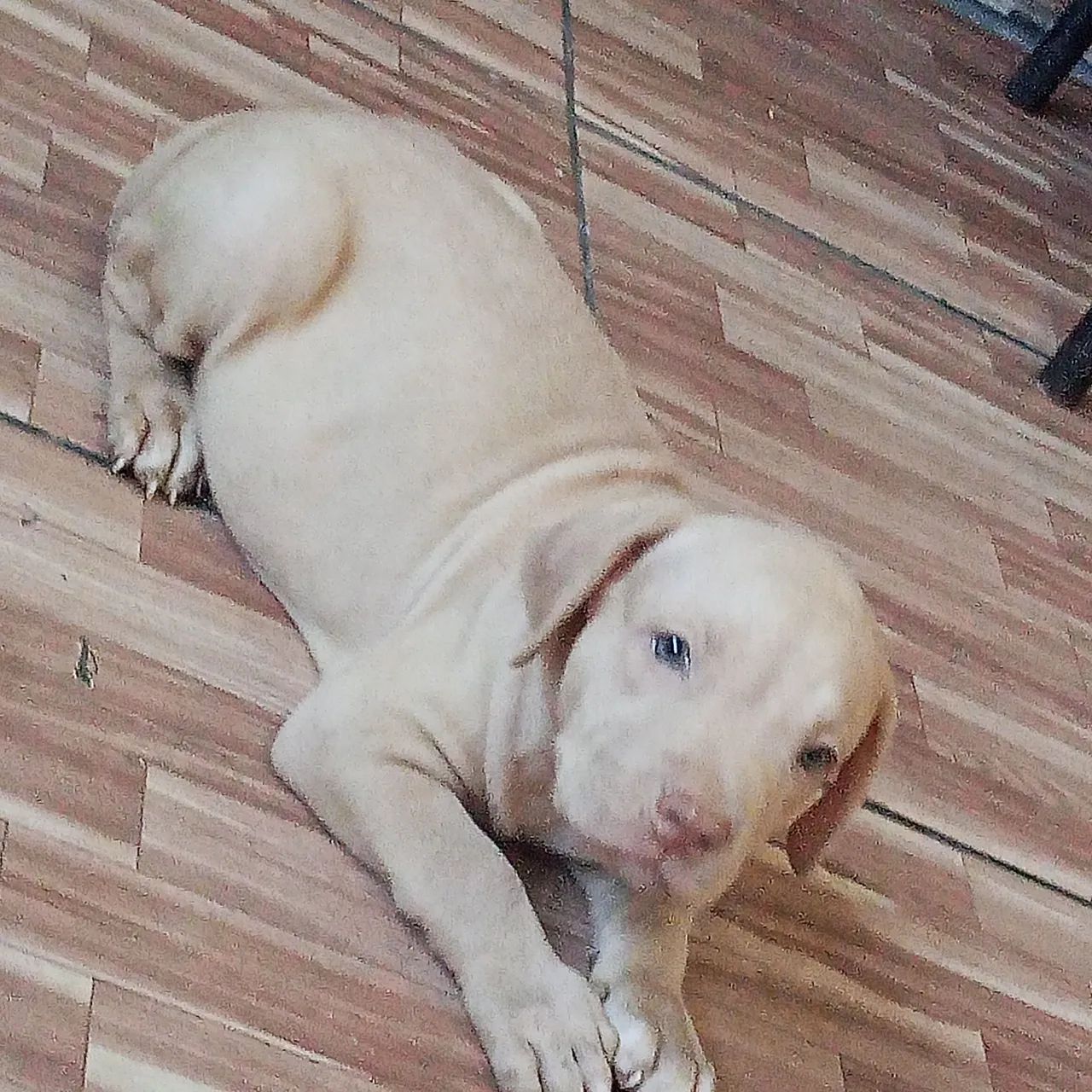 Cachorro Pitbull  - Foto 4