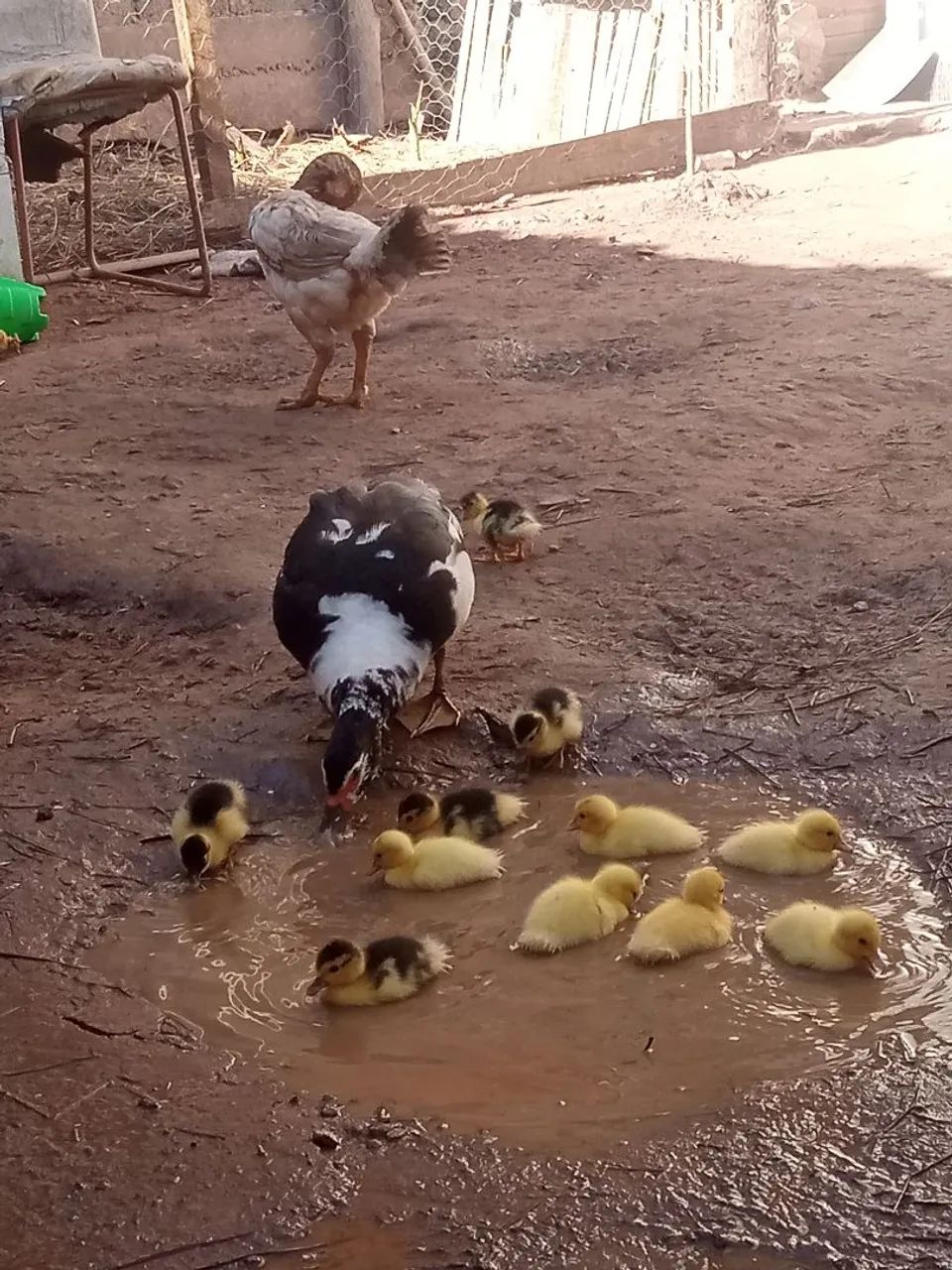 Patos e filhotes 