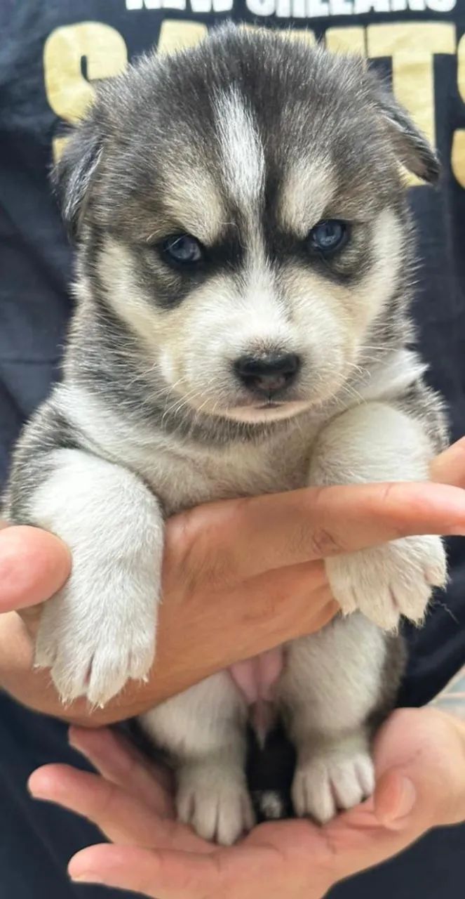 Filhote Husky Siberiano (Lobo), autêntico e puro. - Foto 4