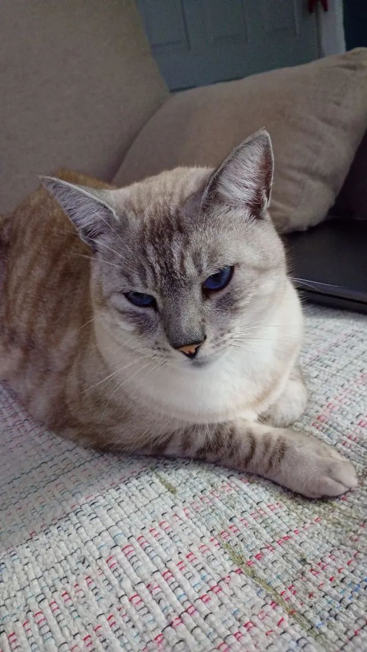 Doa-se gato  - Foto 3