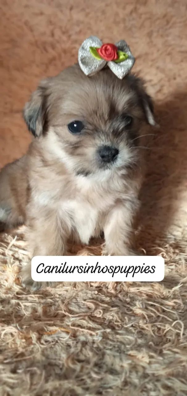 lhasa apso confiança credibilidade unica  - Foto 4