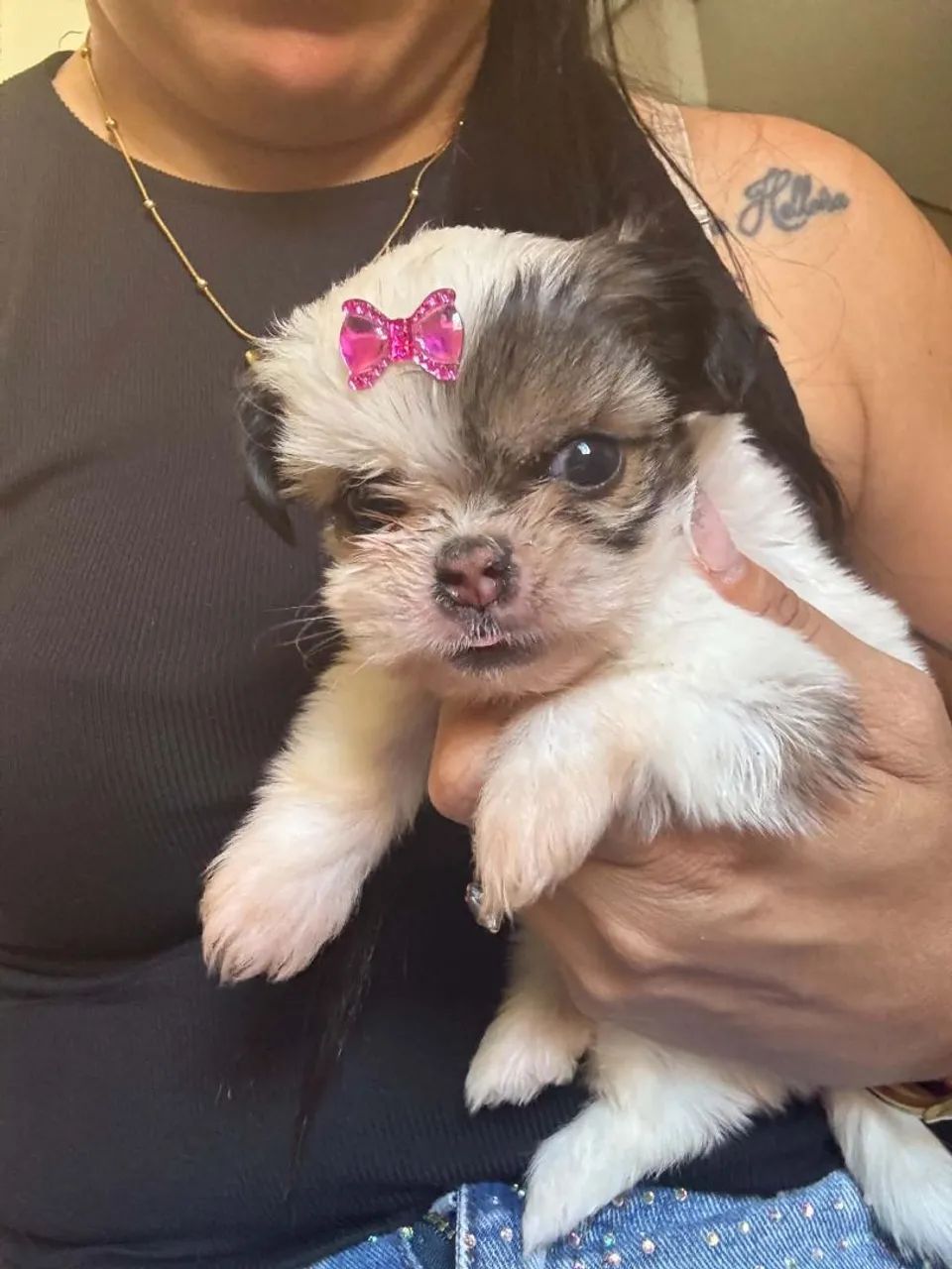 Vende-se cachorro Shitzu  - Foto 5