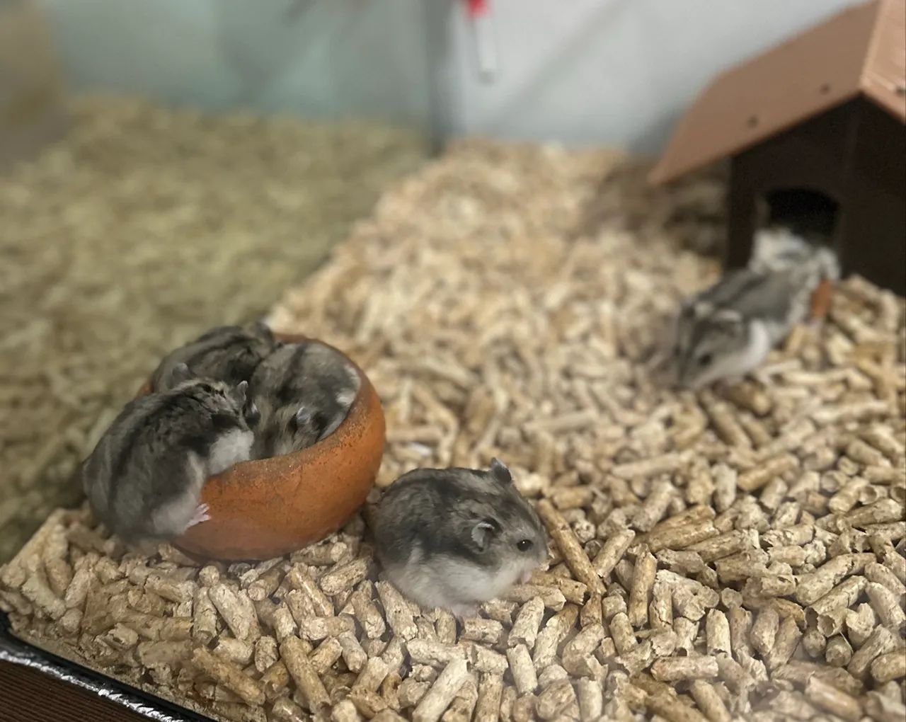 Hamsters ( filhotes)437443719794544644