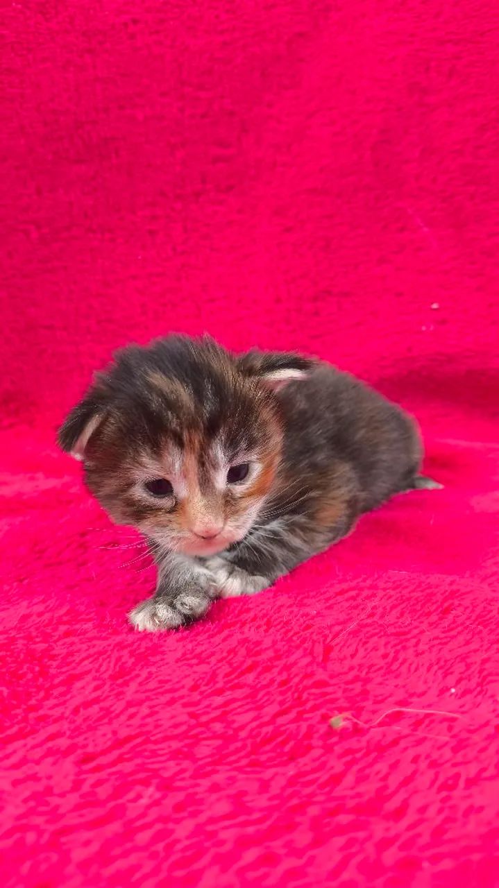 Maine Coon filhotes/ Gatil Cieslak  - Foto 2