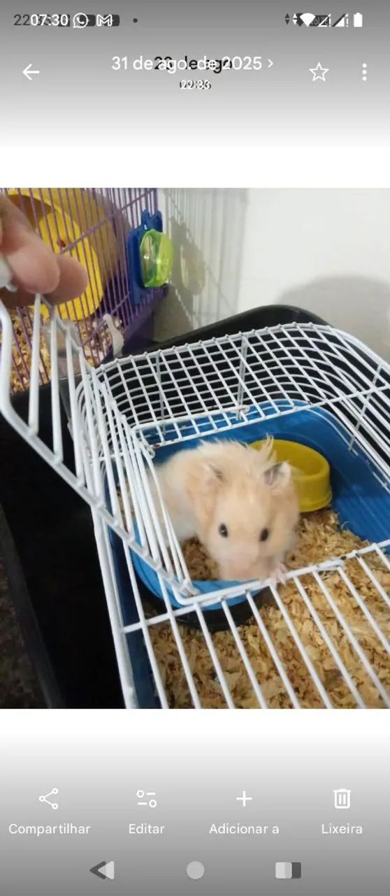 Vendo hamster mais gaiola 
