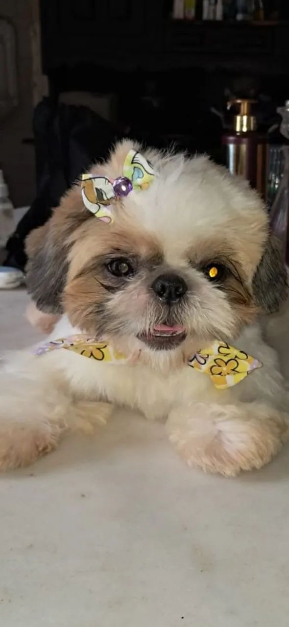 Shih-tzu filhotes  - Foto 4