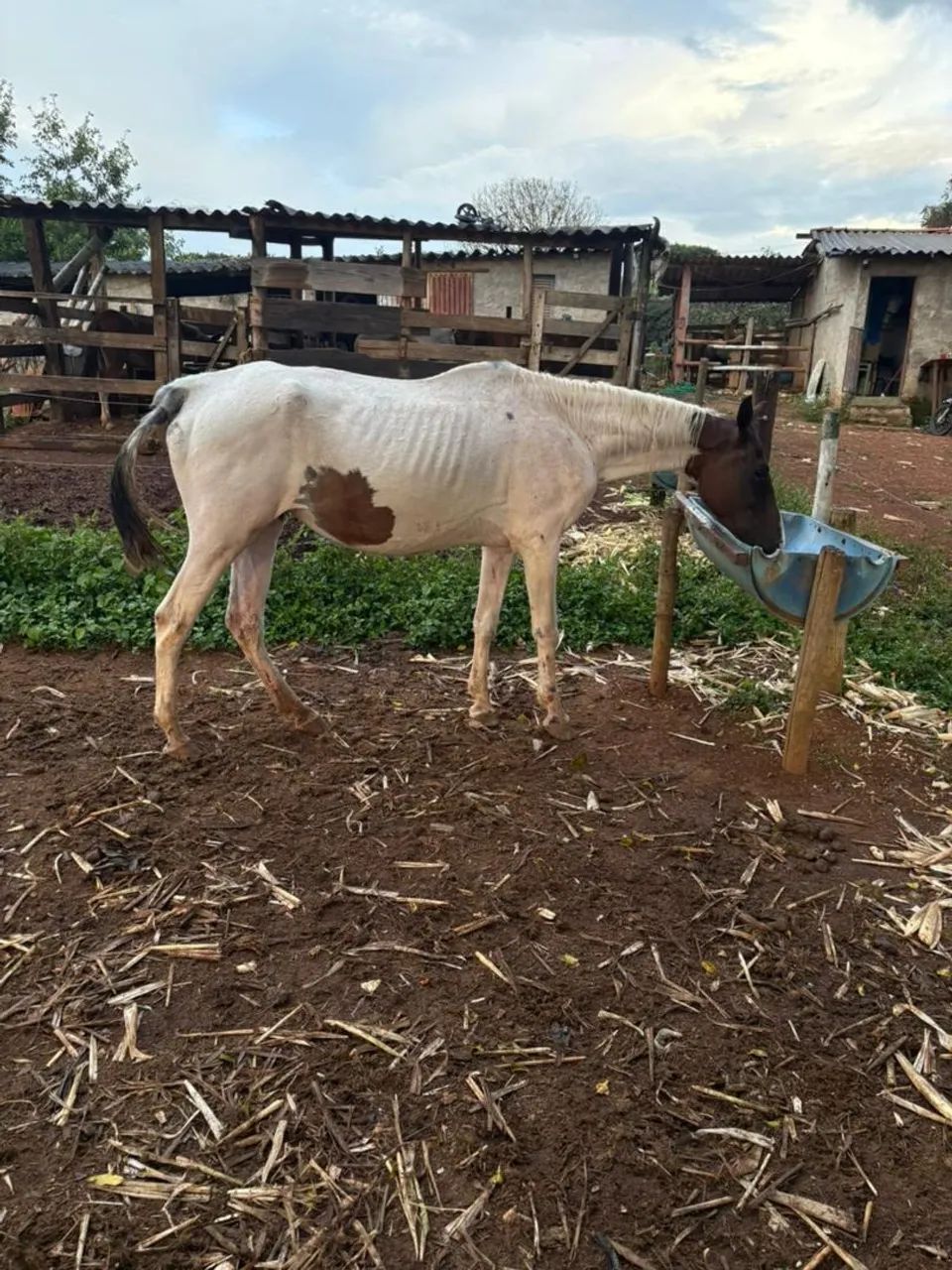 Égua Paint horse pura pra criar  - Foto 3