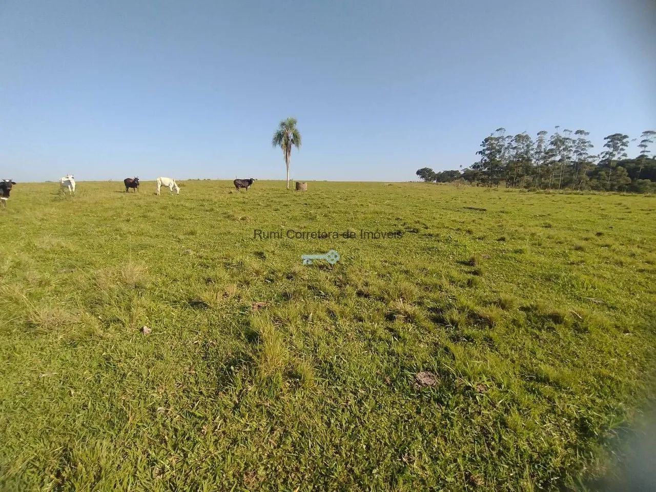 Vende-se sítio 5 alqueires em Carlopolis PR - Foto 2