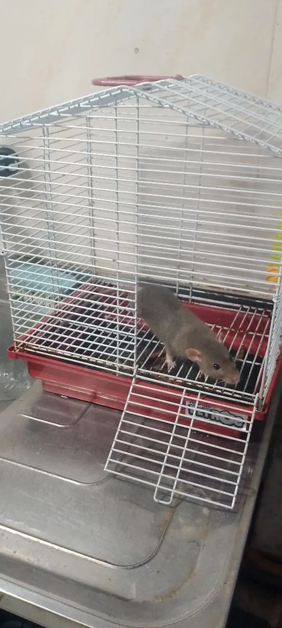 Gaiola com uma rata de laboratório dentro - Foto 2