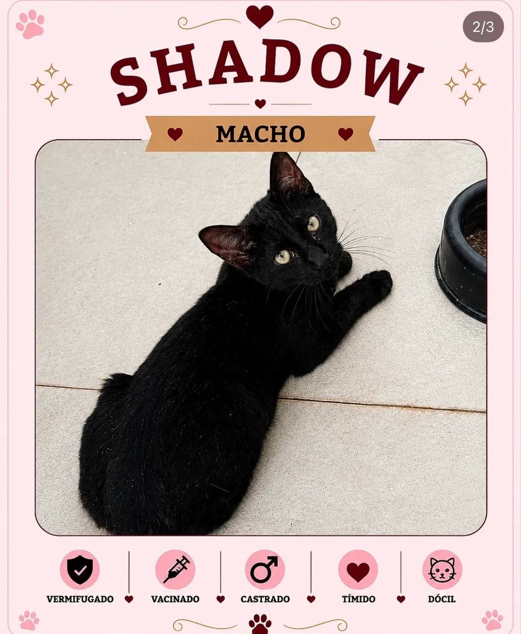 Gato para adoção  - Foto 2