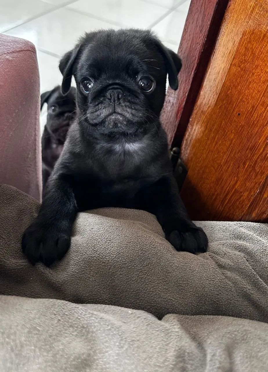 Filhote de Pug  - Foto 2