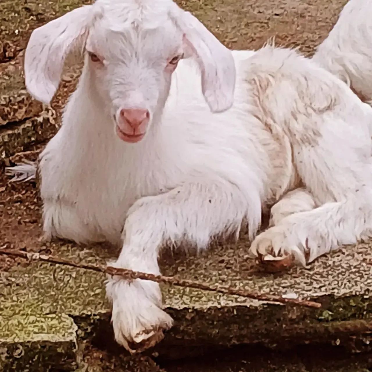 Cabras sanne - Foto 2