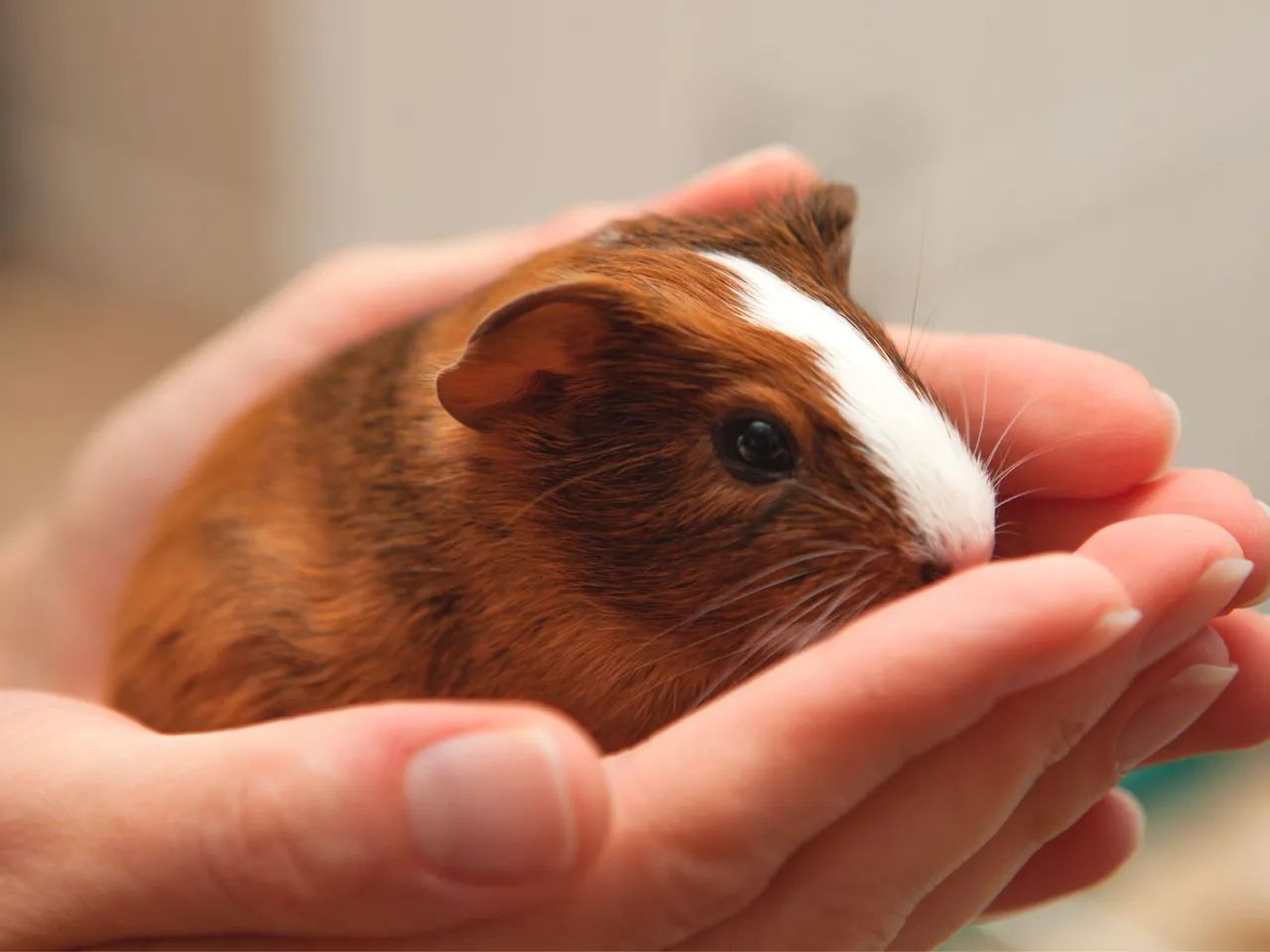 Porquinhos da índia de várias raças  - Foto 6