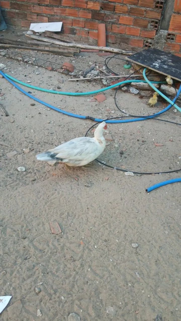 Pato 