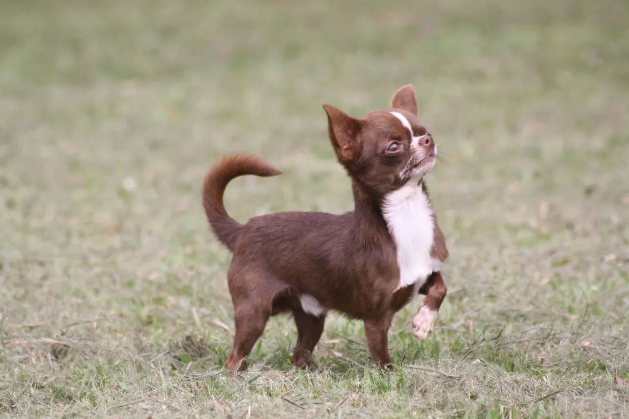 chihuahua - Foto 4