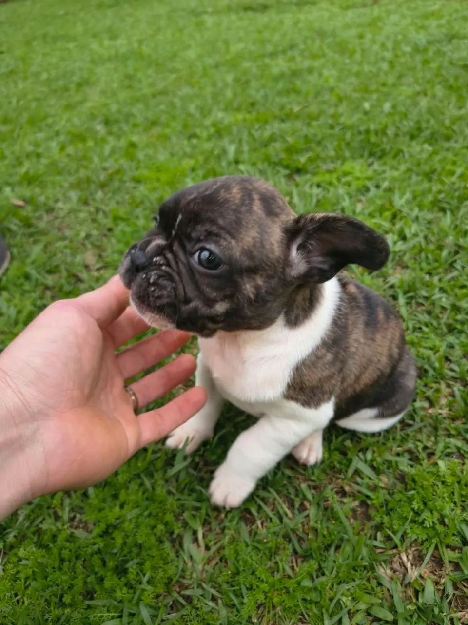 Buldog frances macho - Foto 3
