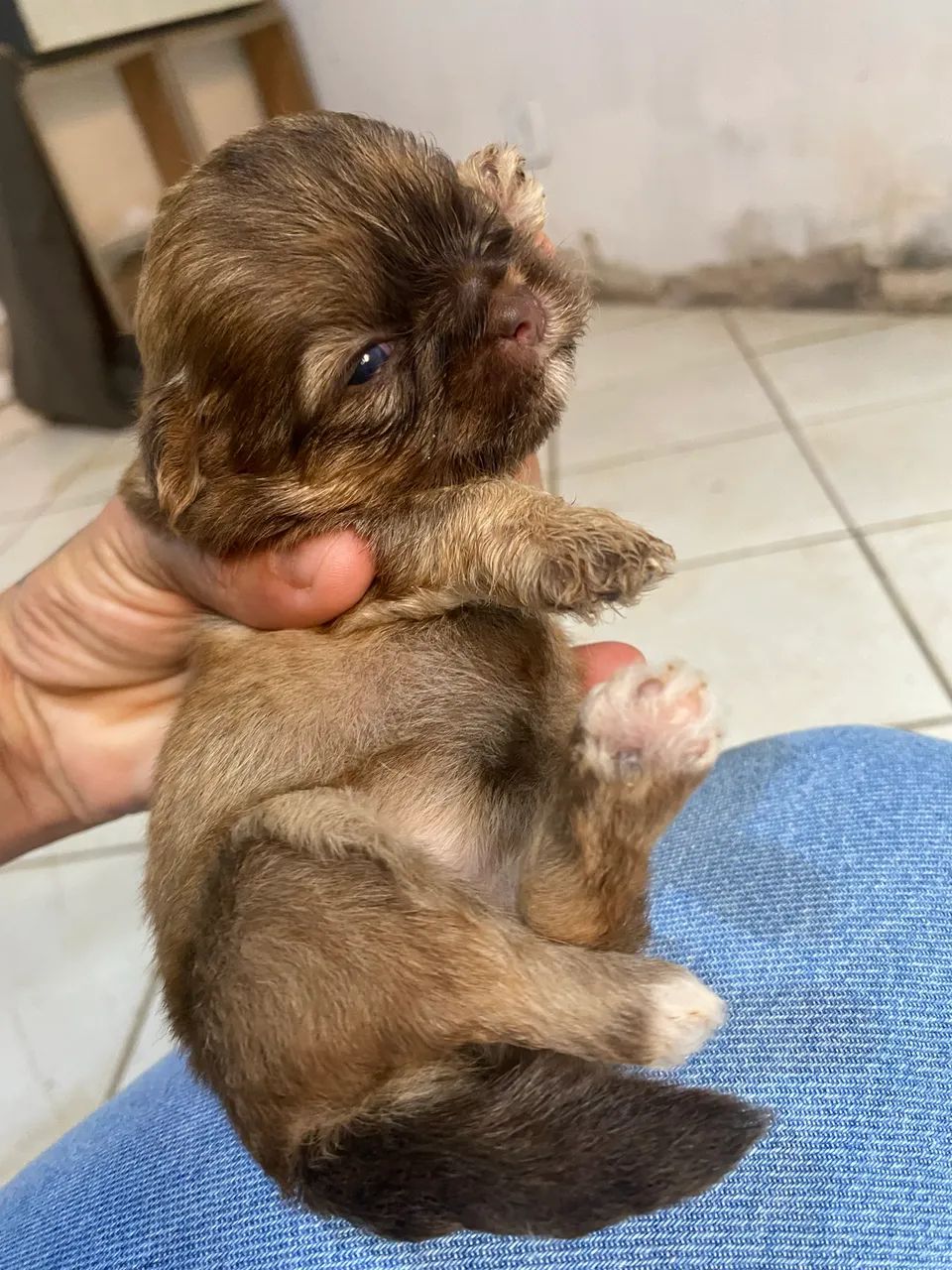 cachorro shituz com ilhasa  - Foto 5