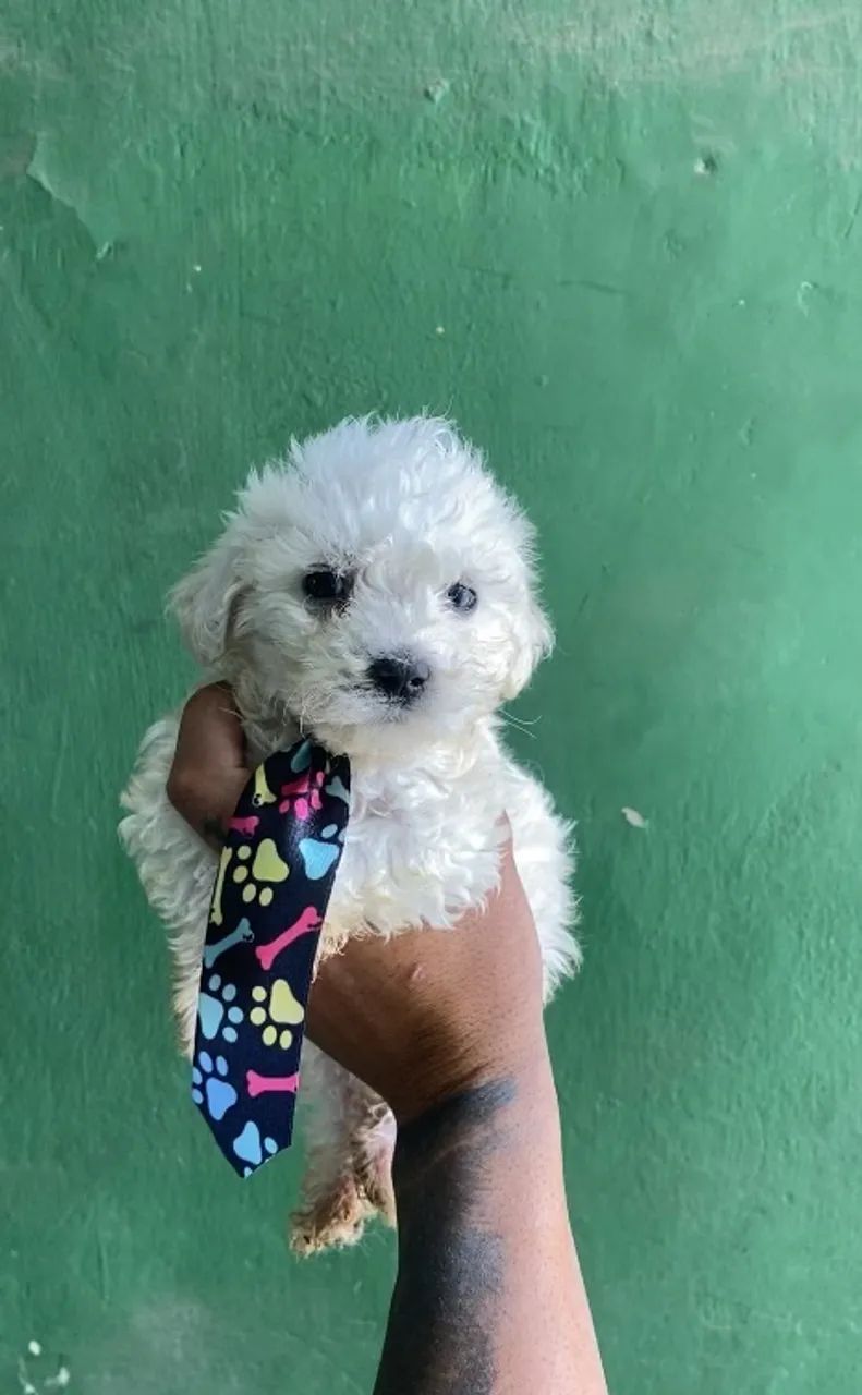 POODLE TOY  - Foto 3