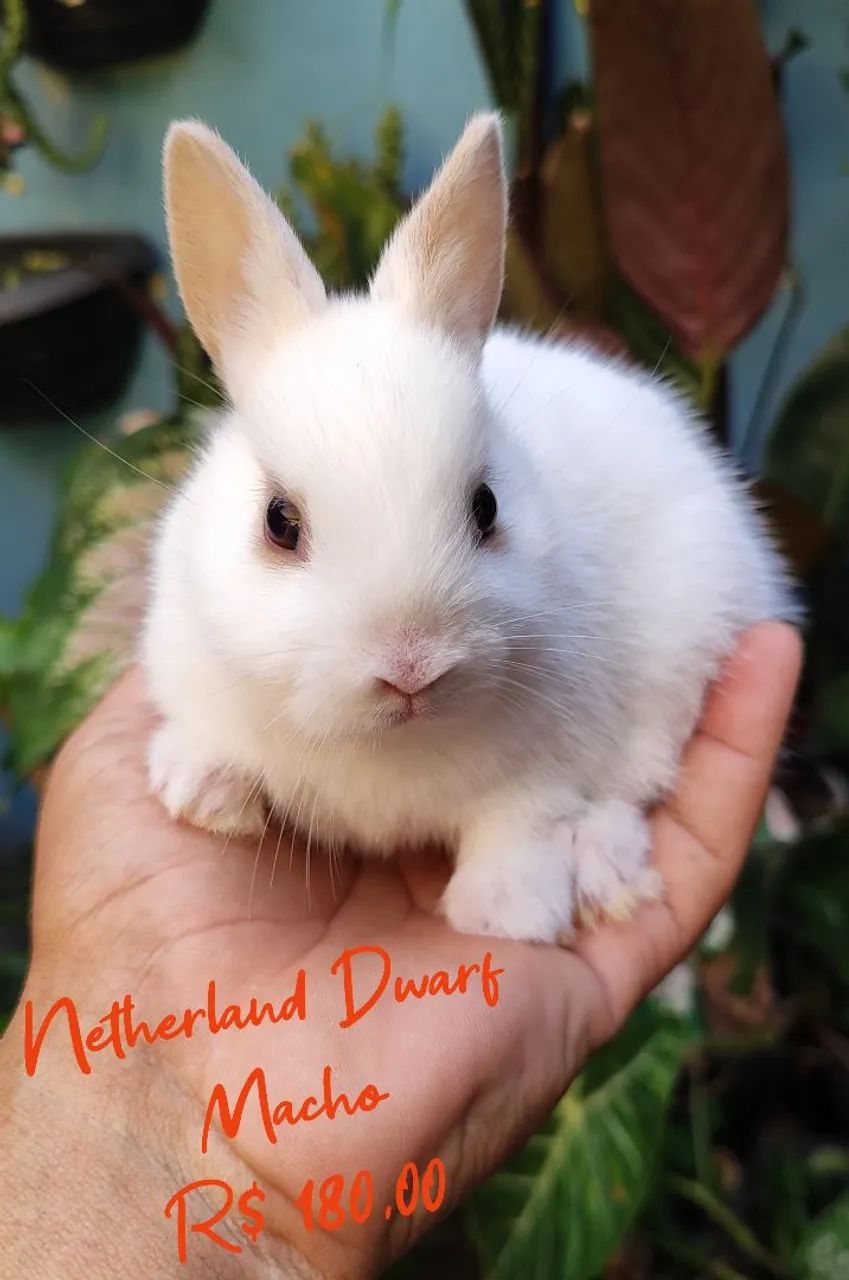 Mini Netherland Dwarf Rabbit65579533486210124