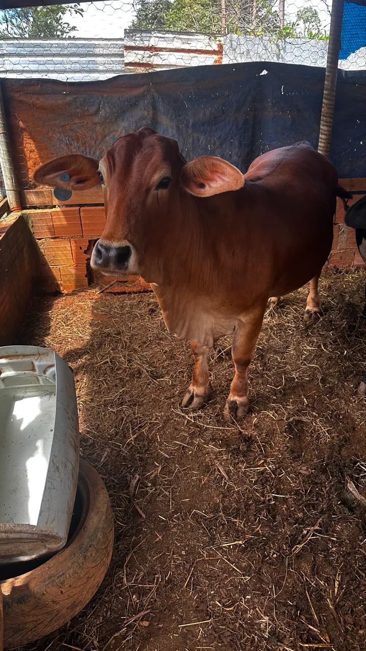 Vaca  - Foto 4