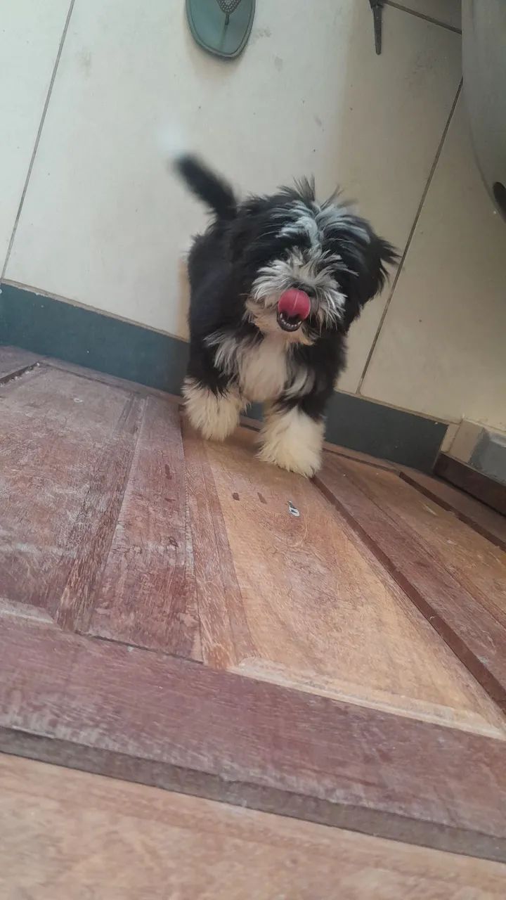 Shihtzu femia - Foto 4