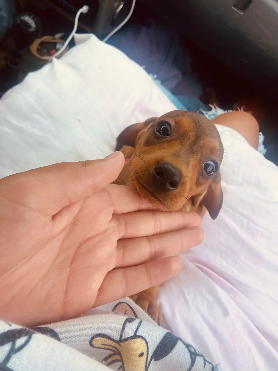 Fêmea e macho basset