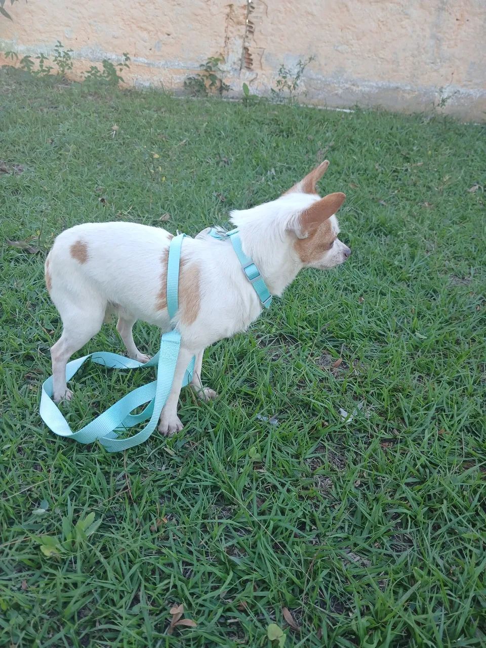 Chihuahua  macho  - Foto 2