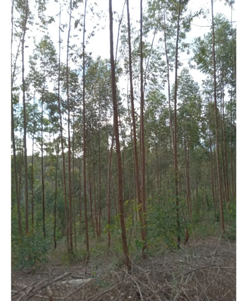 Terreno de 15 hectares com água em parcelas anuais em Itarana no E.S. - Foto 2