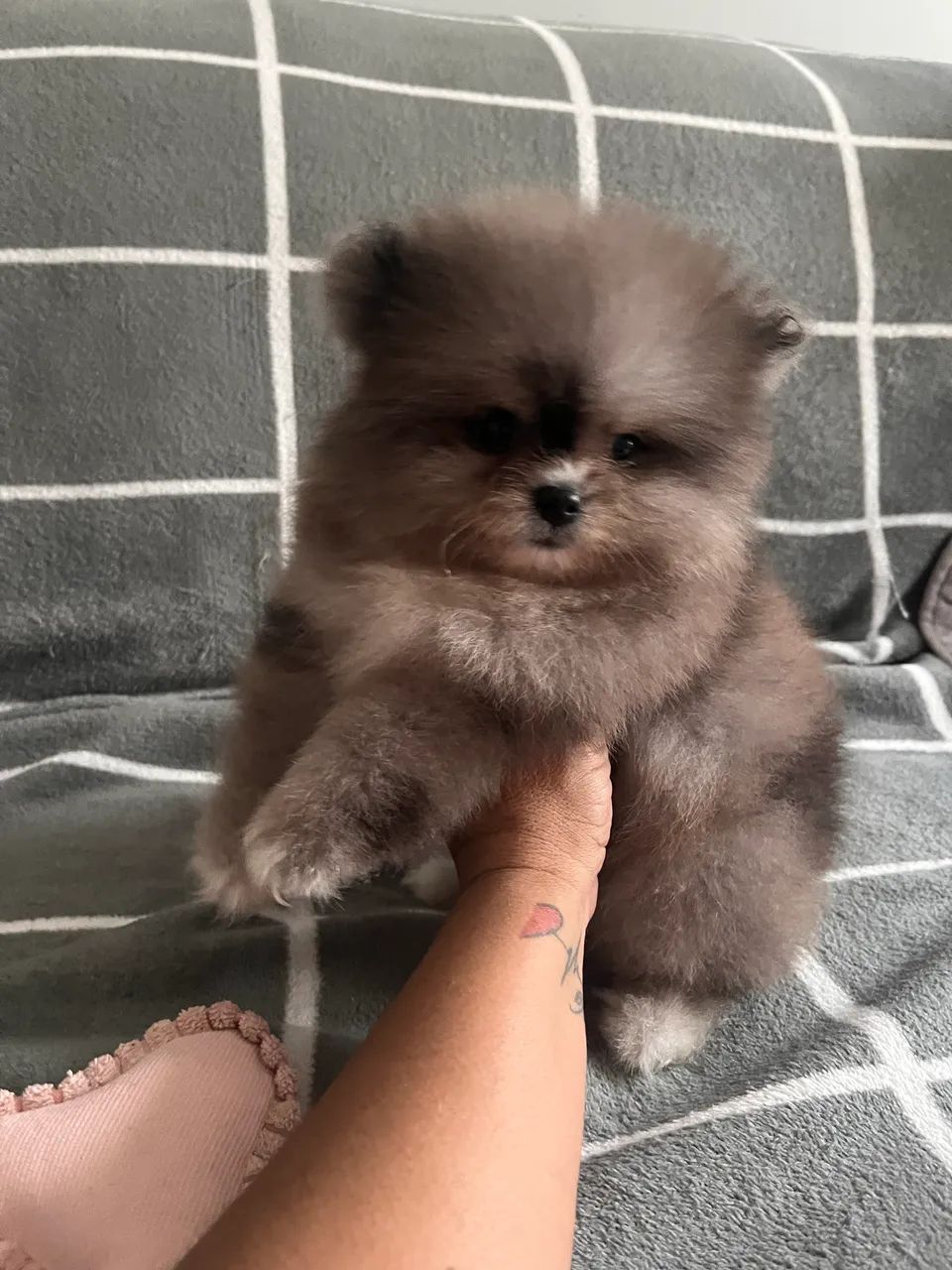 Spitz macho - Foto 2