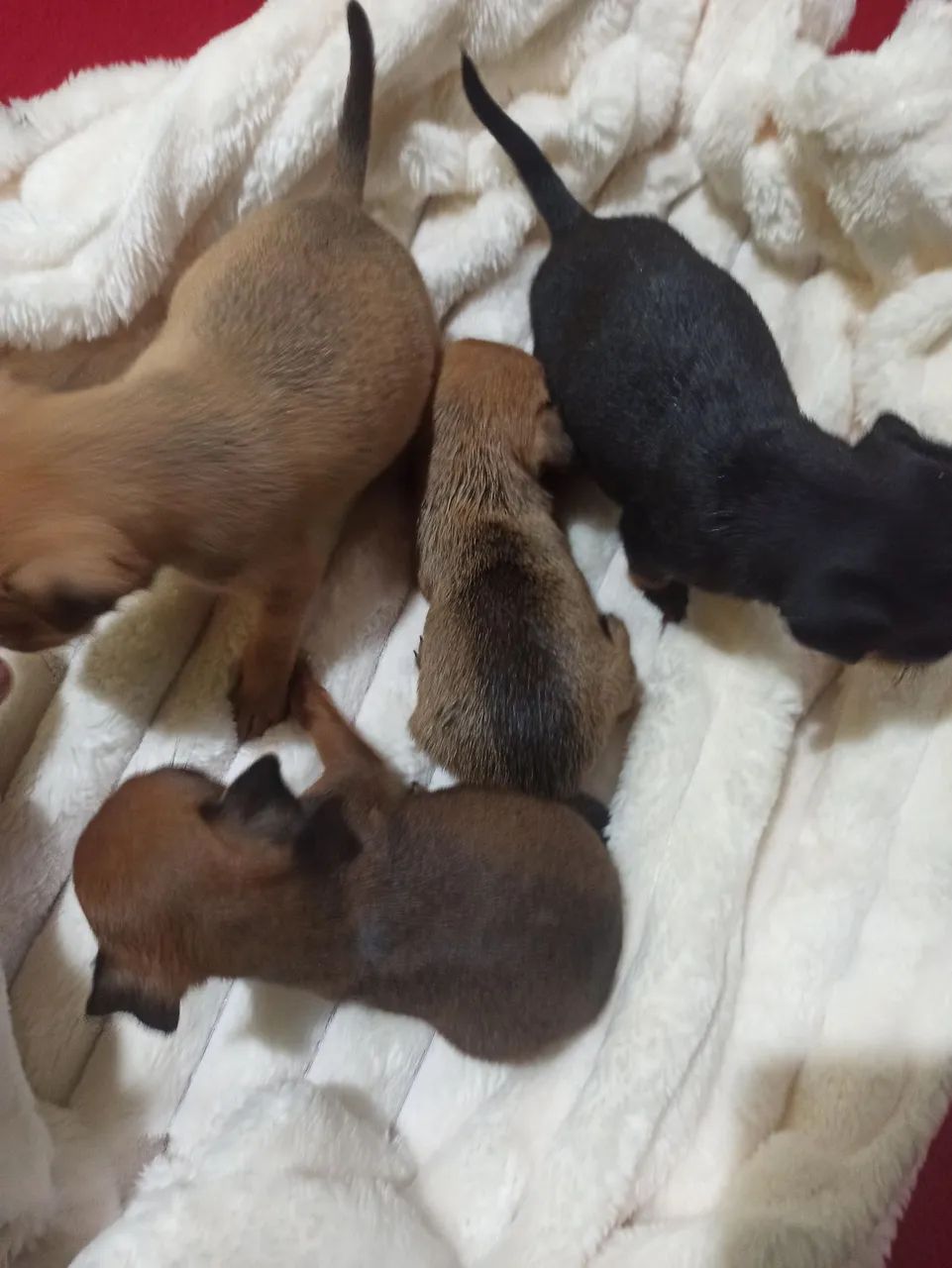 Mini pinscher  - Foto 3