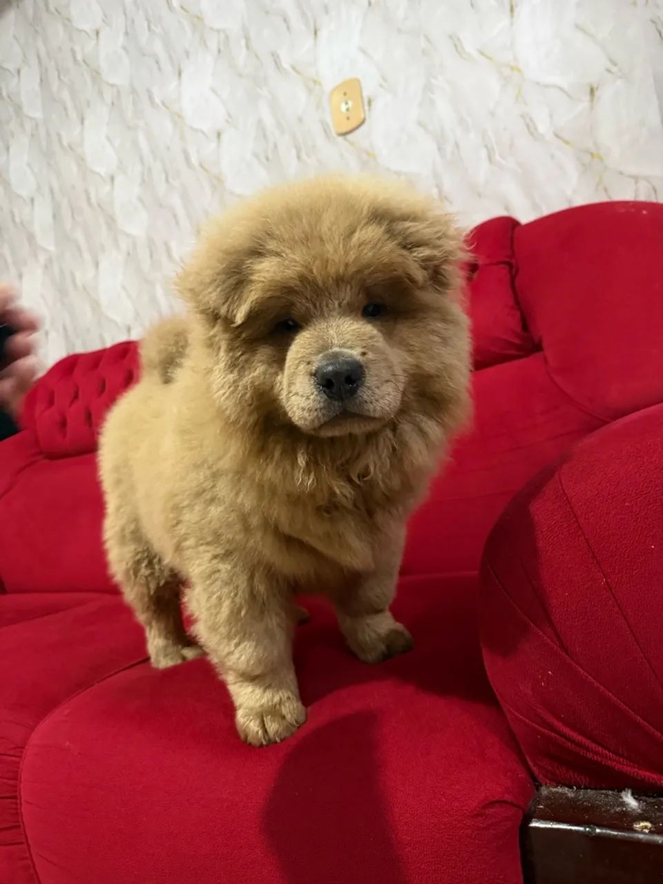 Chow chow 