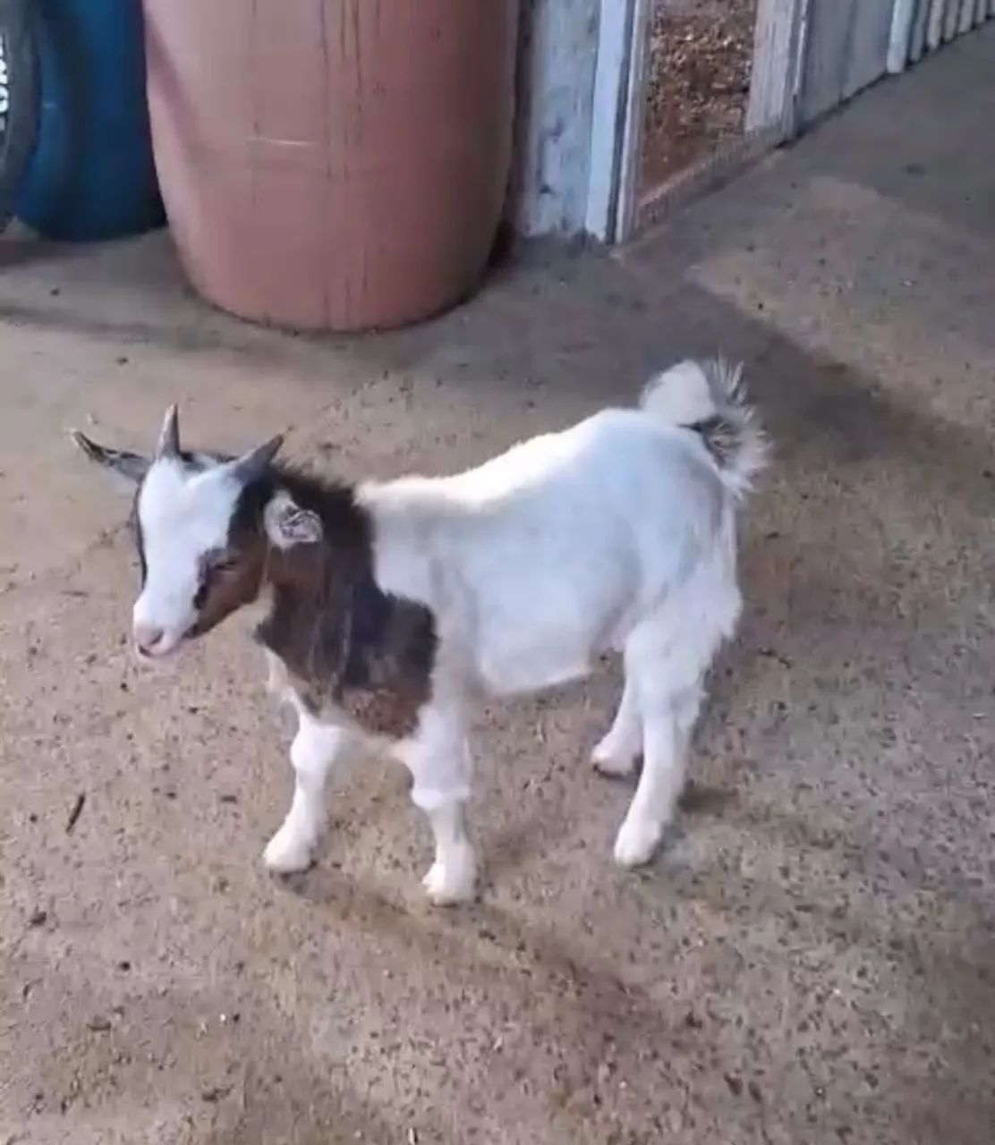 Mini Cabra PET