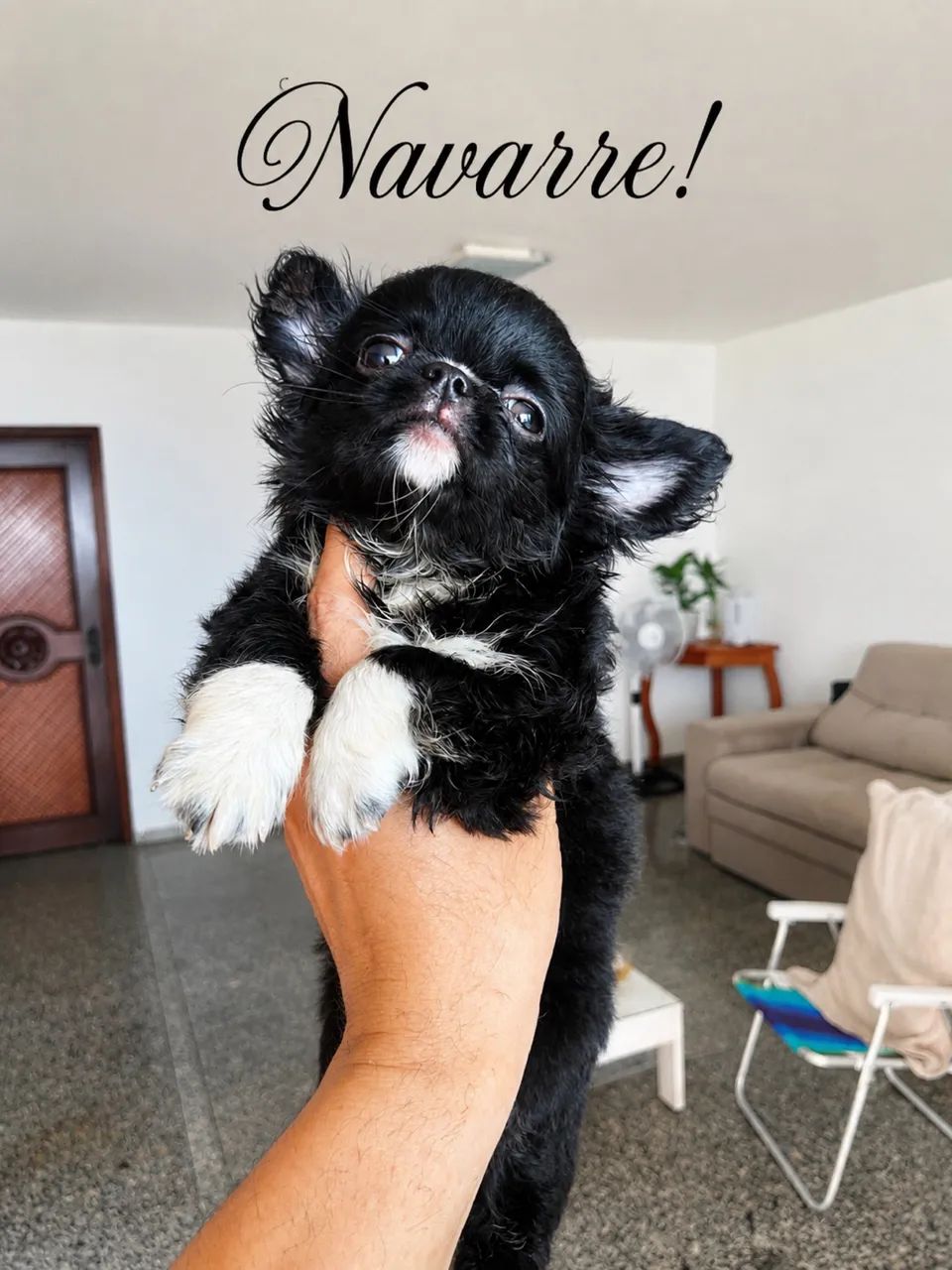 Chihuahua 