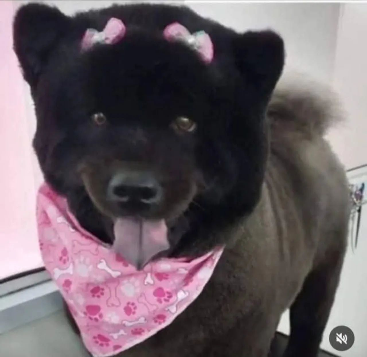 Banho e Tosa Chow Chow.  - Foto 4