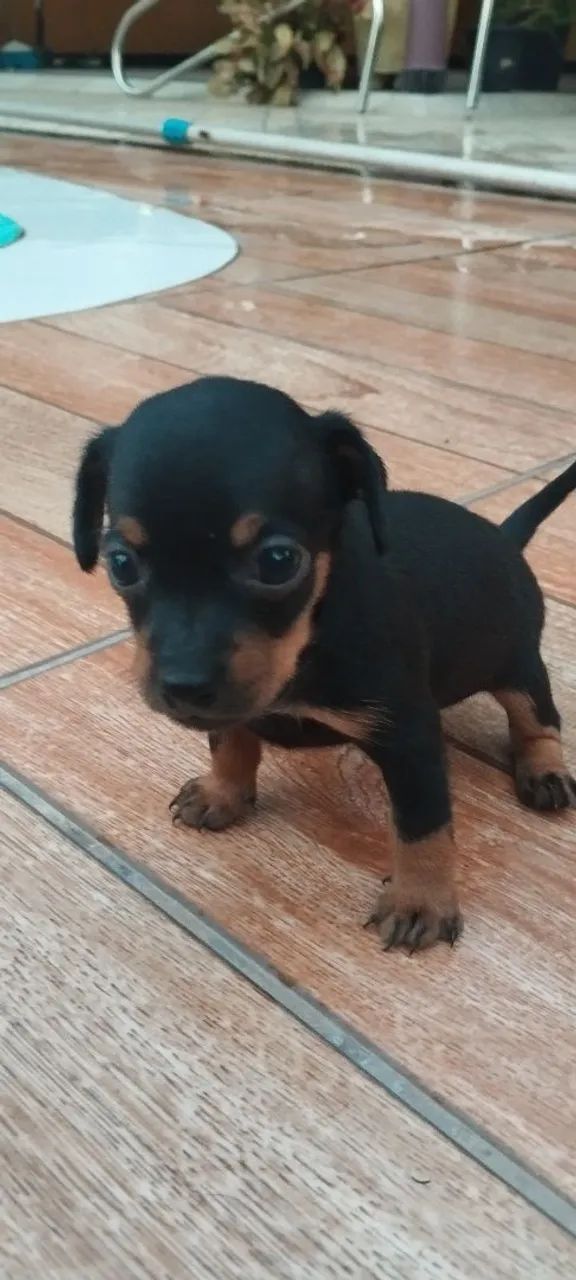 Rottweiler e Pincher  - Foto 3