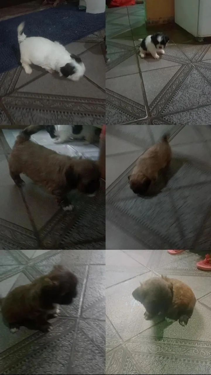 Vende-se cachorrinhos com 1 mês e 1 dia - Foto 2