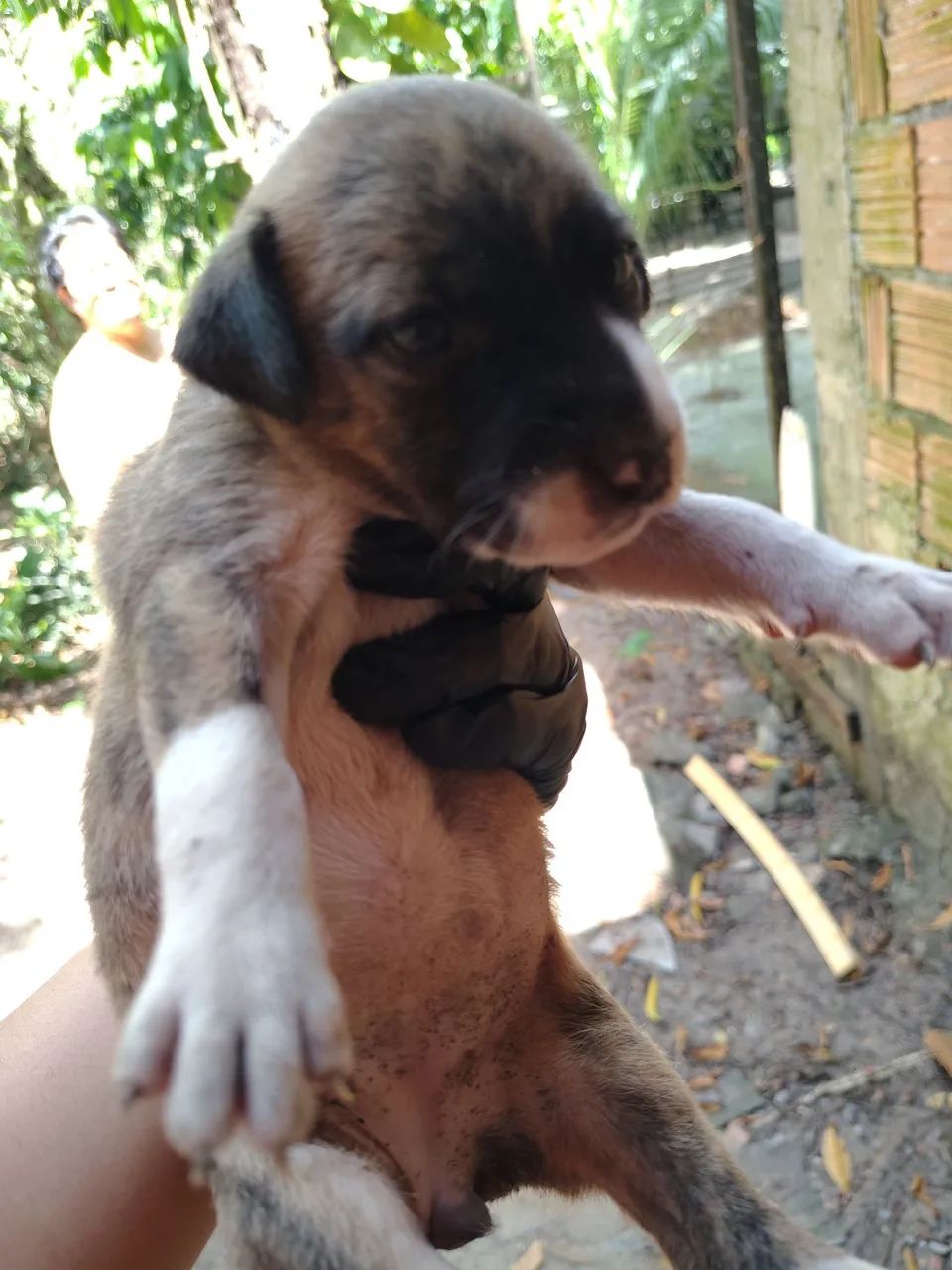 Cachorros - Foto 3