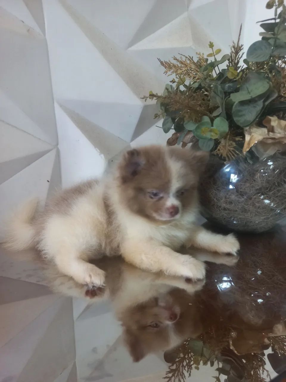 Spitz Alemão macho exótico - Foto 3