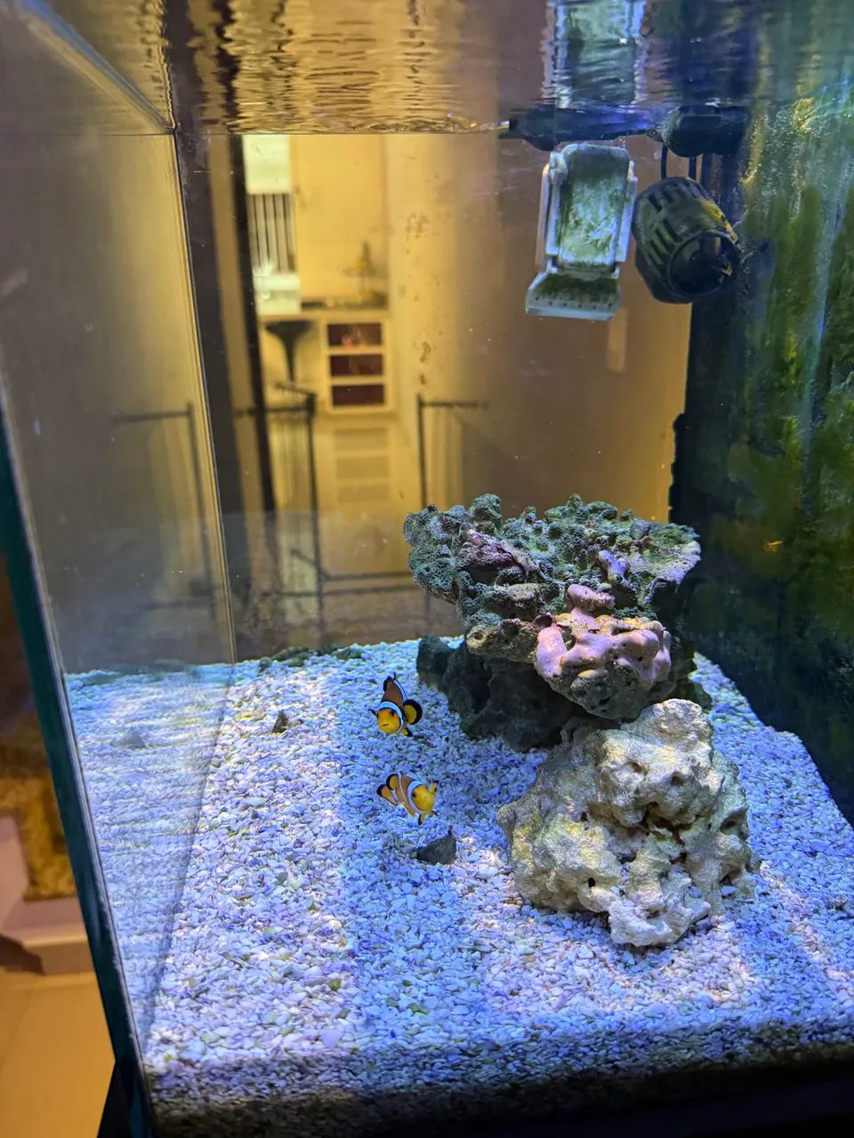 Aquariano marinho nano reef - Foto 6