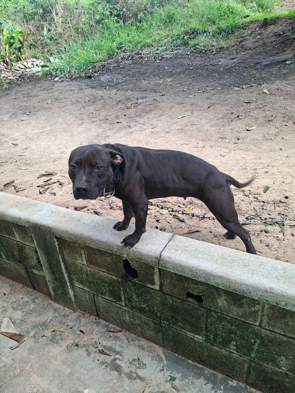 Pitbulltradicional  - Foto 2