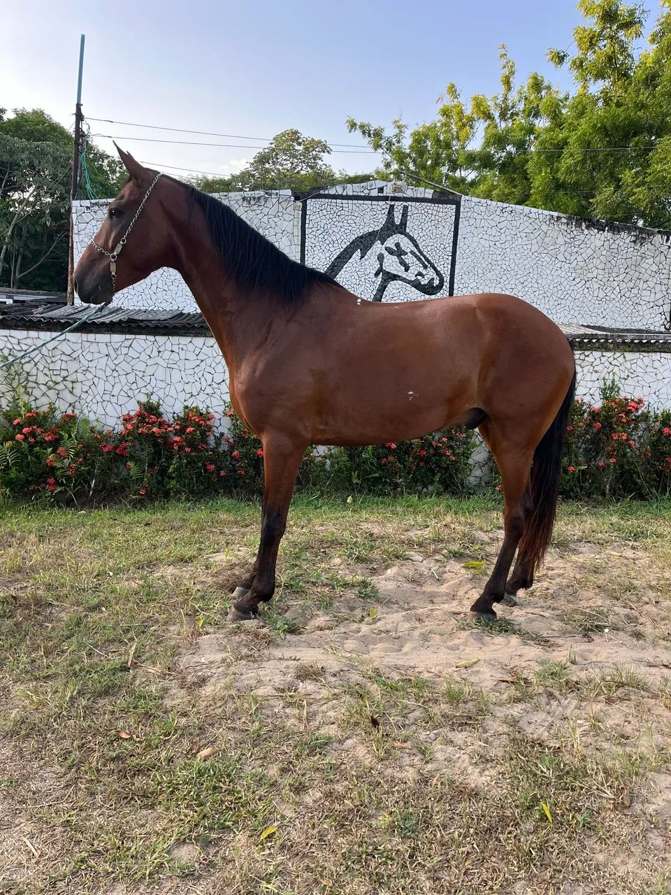 CAVALO CASTANHO SHOW DE MARCHA PICADA - Foto 5