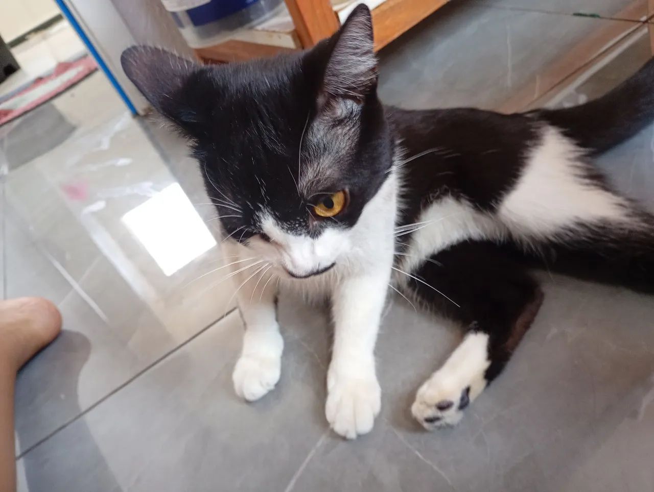 Doação de gato macho  - Foto 2