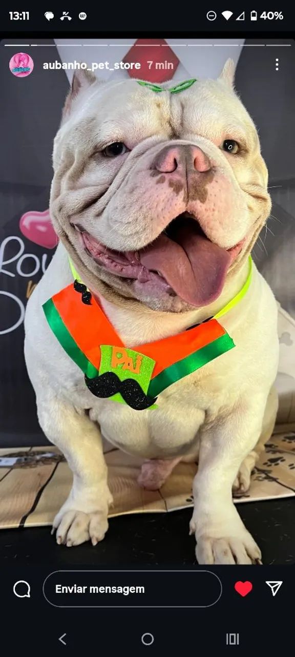 America Bully  - Foto 3