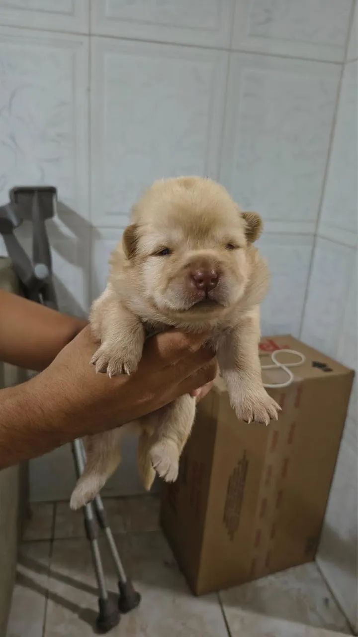 Vendo filhote de chow chow  ?  - Foto 3