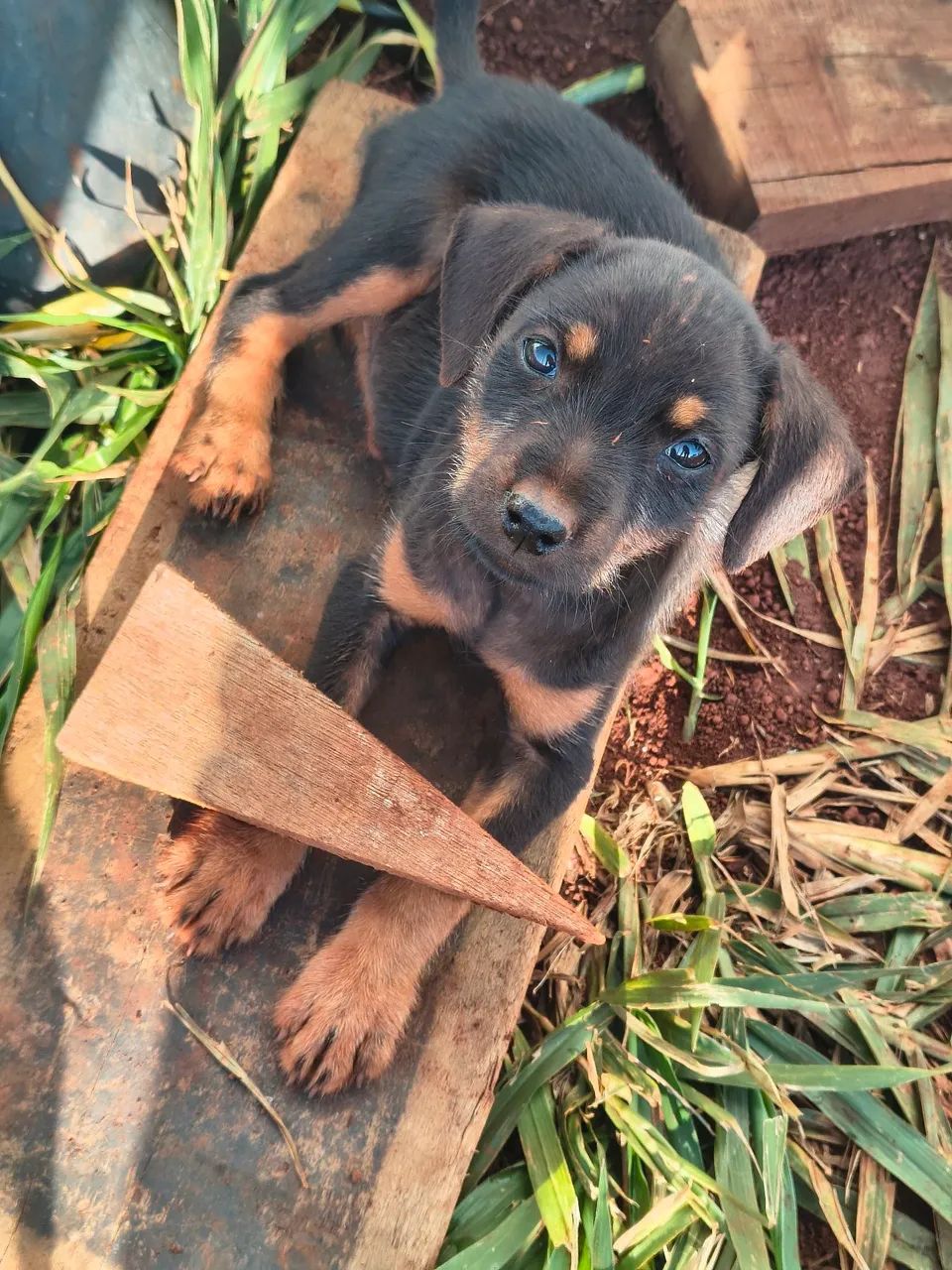 Cachorrinhos para doação ? - Foto 5