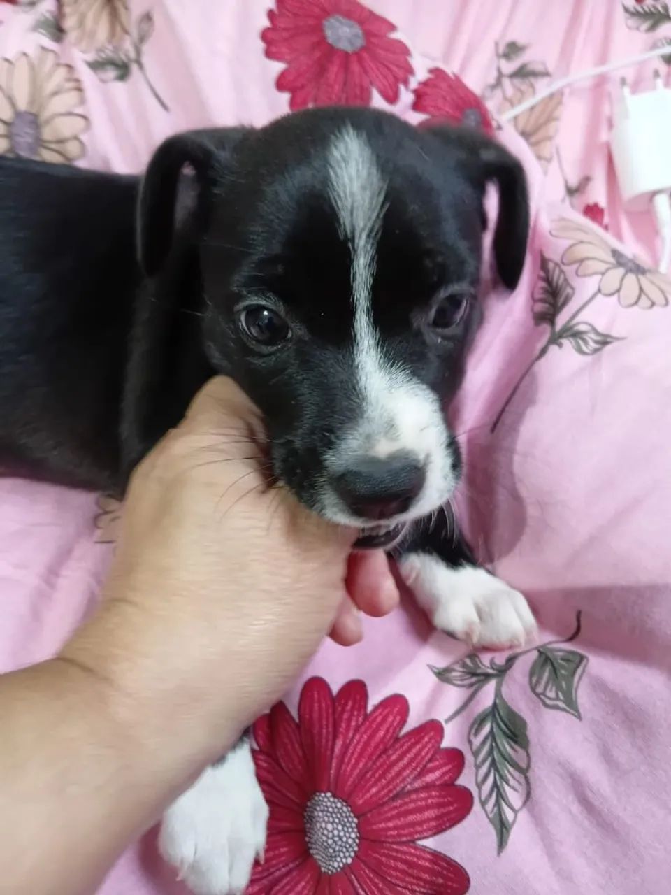 Doa-se uma cachorrinha  - Foto 3